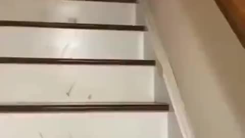 A good dog protects his blind friend down the stairs.