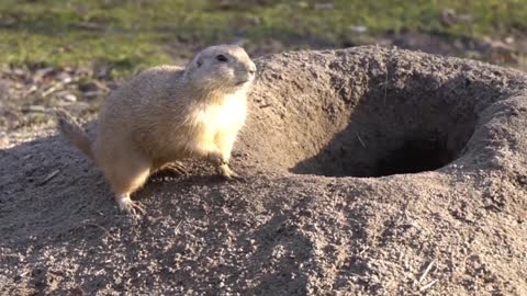 Beautiful Marmots & Funny Babies Marmot Playing in the Forest with Nature Sound2021