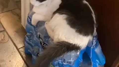 funny cat SUDDENLY appears through a pile of bottles!