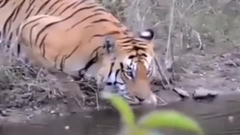 Indian Tiger video 😱😱😱😱