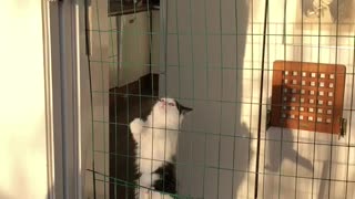 Houdini Kitten Escapes with Ease