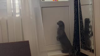 Window-Seeking Cat Surprised by Tin Foil