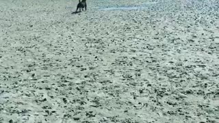 Black dog on beach catches green frisbee
