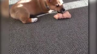 Documentan los primeros momentos de la vida de este corgi … y es adorable