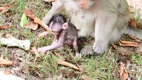 Looking So Brave Adorable Baby Monkey Cinn And Mom Cruella Delicious With Grass On The Road