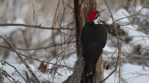 Pileated Woodpecker Working a Dead Tree