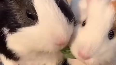 Cite kissing heart... So cute animals...