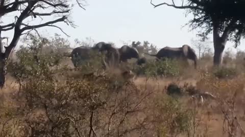 Crazy buffalo vs lion, killing, real fight to the death!