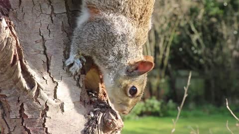 Squirrels Forest