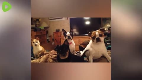 One Hour of Hilarity: Unique Behaviors of Cat-Dog Combinations!