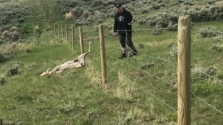 Freeing an Antelope From a Fence