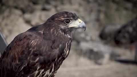 Falcon falls into captivity