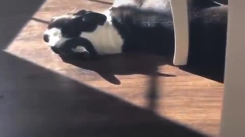 Funny dogs Boston Terrier short video