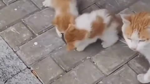 Kittens fight over food