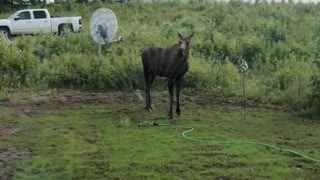 Moose Splashes Off in Sprinkler