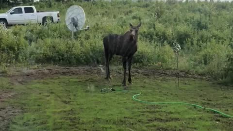 Moose Splashes Off in Sprinkler