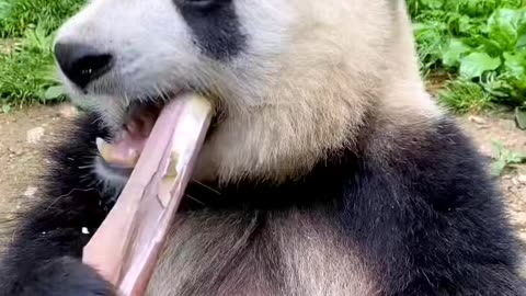 Cute panda funny scene