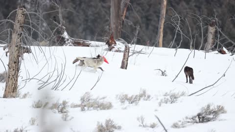 Wyoming Wolf Pack Shares Some Shenanigans