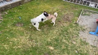 Husky dog play fight with best friend