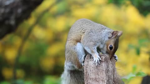 Beautiful Squirrel with amazing nature