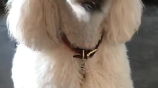 White poodle dog chewing on peanut butter