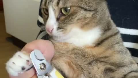 cute cat cutting nails looking soo cute