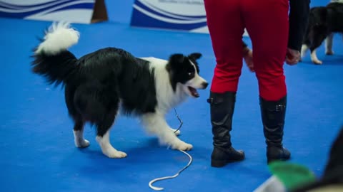 Playful Border collie running from owner. Close up on purebred black and white cute dog on blue