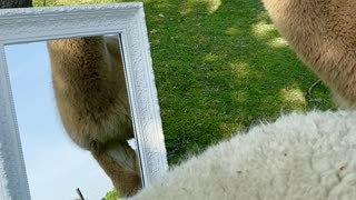 Handsome Alpaca Admires Himself