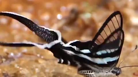 Dancing fairy green dragon tail butterfly one of the most beautiful butterflies