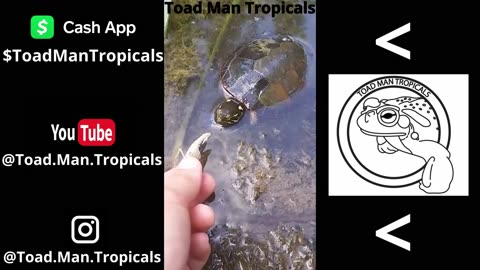 I Hand Fed an Injured Turtle! ( Toad Man Tropicals )