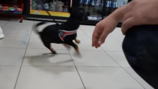 An energetic dog makes a mess in the store
