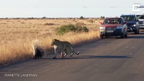 Esta es una pelea y lucha desafiante quien Ganar espín vs leopardo 🐆