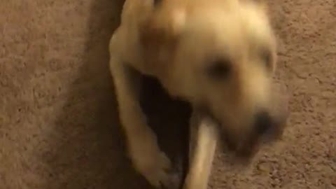 Labrador crawls across carpet