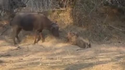 African cape buffalo 🐃 vs king of jungle 🦁 Amazing Fight for survival