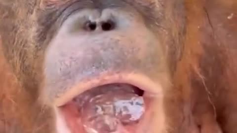 Monkey is thirsty for ice! Give him some