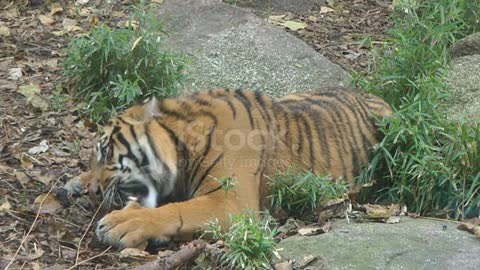 tiger eating chicken #tiger