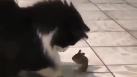 Fearless Mouse