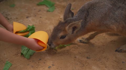 Feeding the blackmara