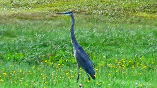 Great Blue Heron