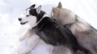 Puppy Husky plays with his dad in huge snowdrifts