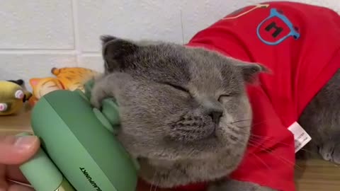 Cat massage!