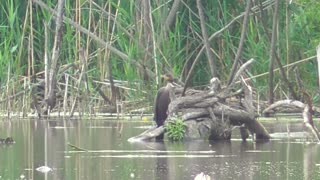 142 Toussaint Wildlife - Oak Harbor Ohio - Cormorant Communes