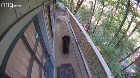 Mama Bear and Cubs stroll through backyard