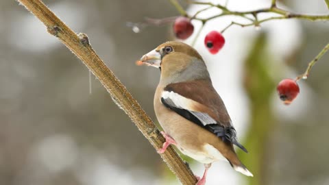 The Hawfinch: Close Up HD Footage (Coccothraustes coccothraustes)