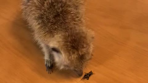 Meerkat eating crickets