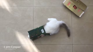 Ragdoll Kitten Adorably Jumps Through Empty Box