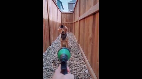 funniest dogs awesome funny