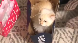 Cats in the bag