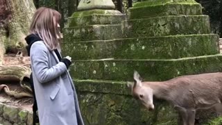 Respectful Deer Adorably Bows For Treats