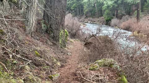 Pretty Incredible River Wilderness Hike – Metolius River – Central Oregon